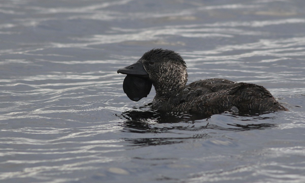 Musk Duck - ML645835981