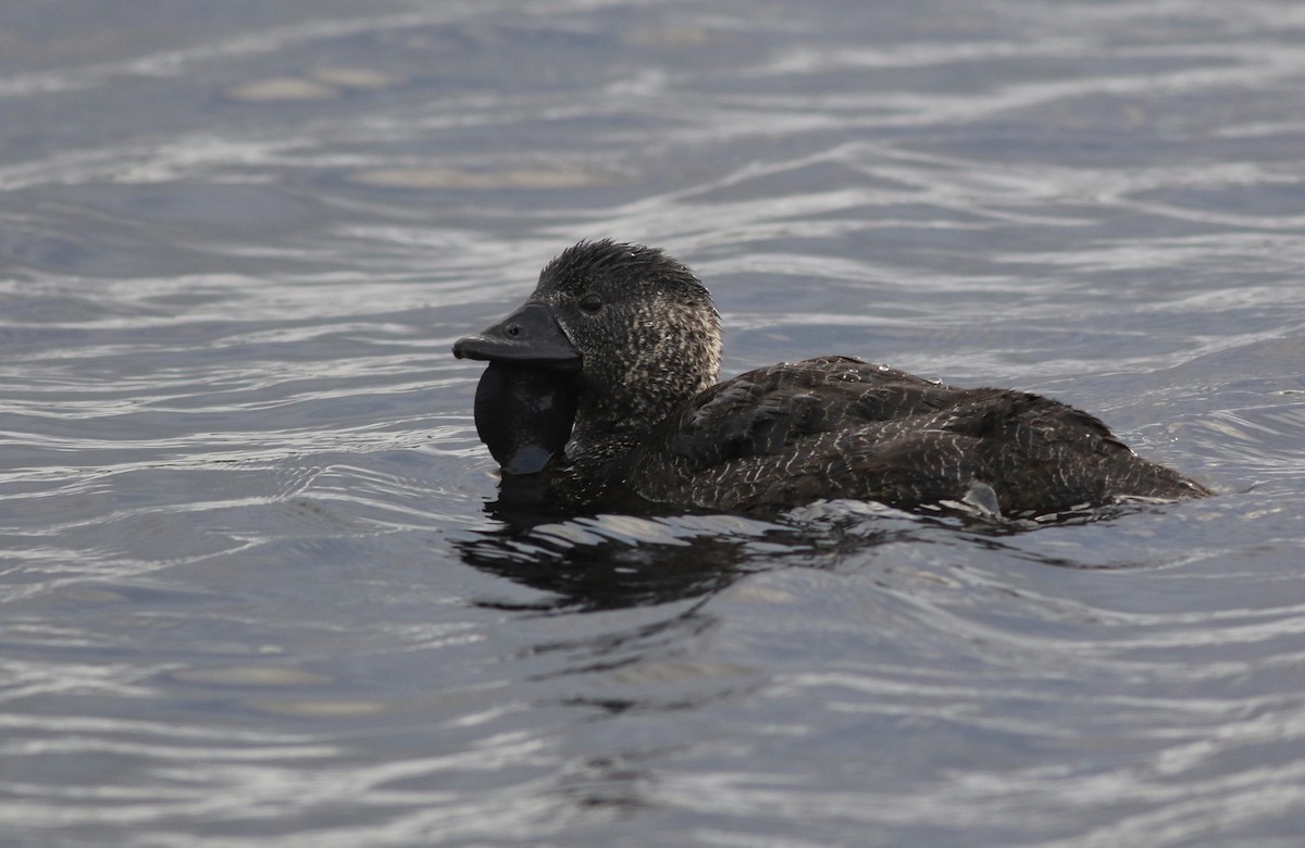 Musk Duck - ML645835982
