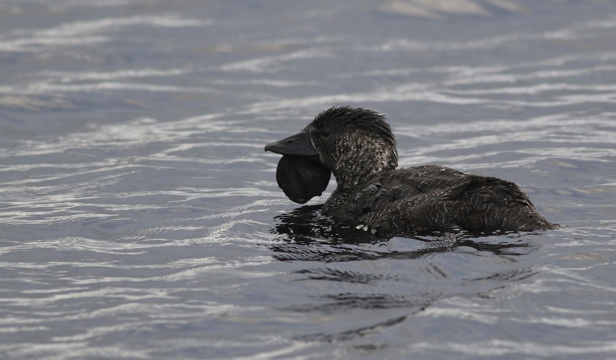 Musk Duck - ML645835983