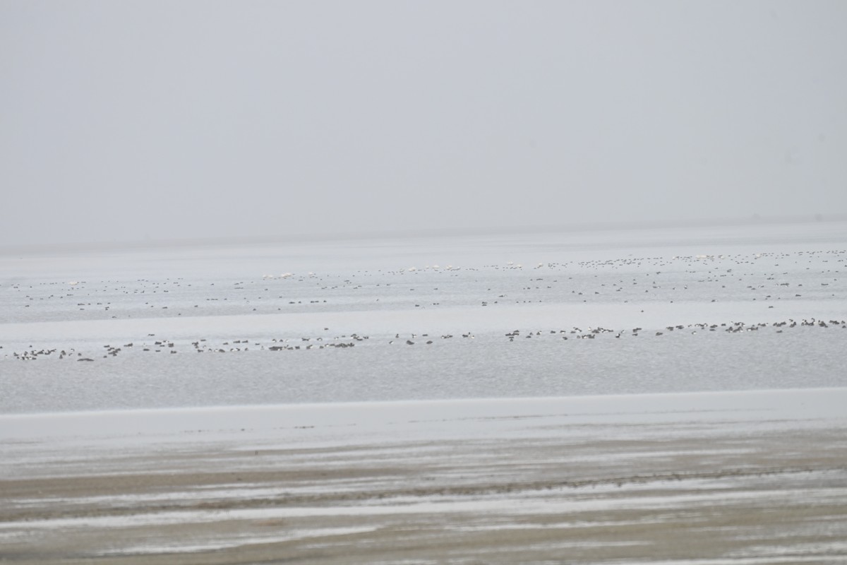 Tundra Swan (Whistling) - ML645835984