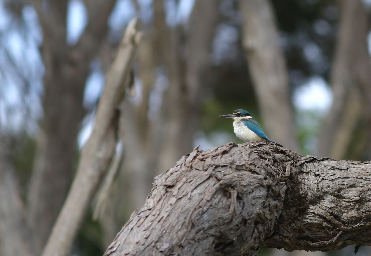 Sacred Kingfisher - ML645835986