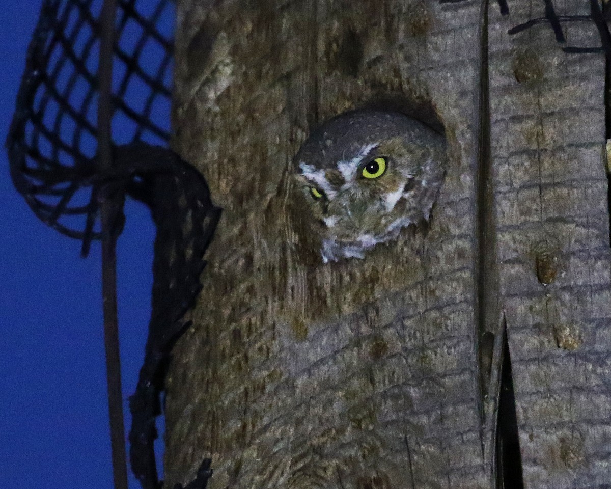 Elf Owl - ML645835987