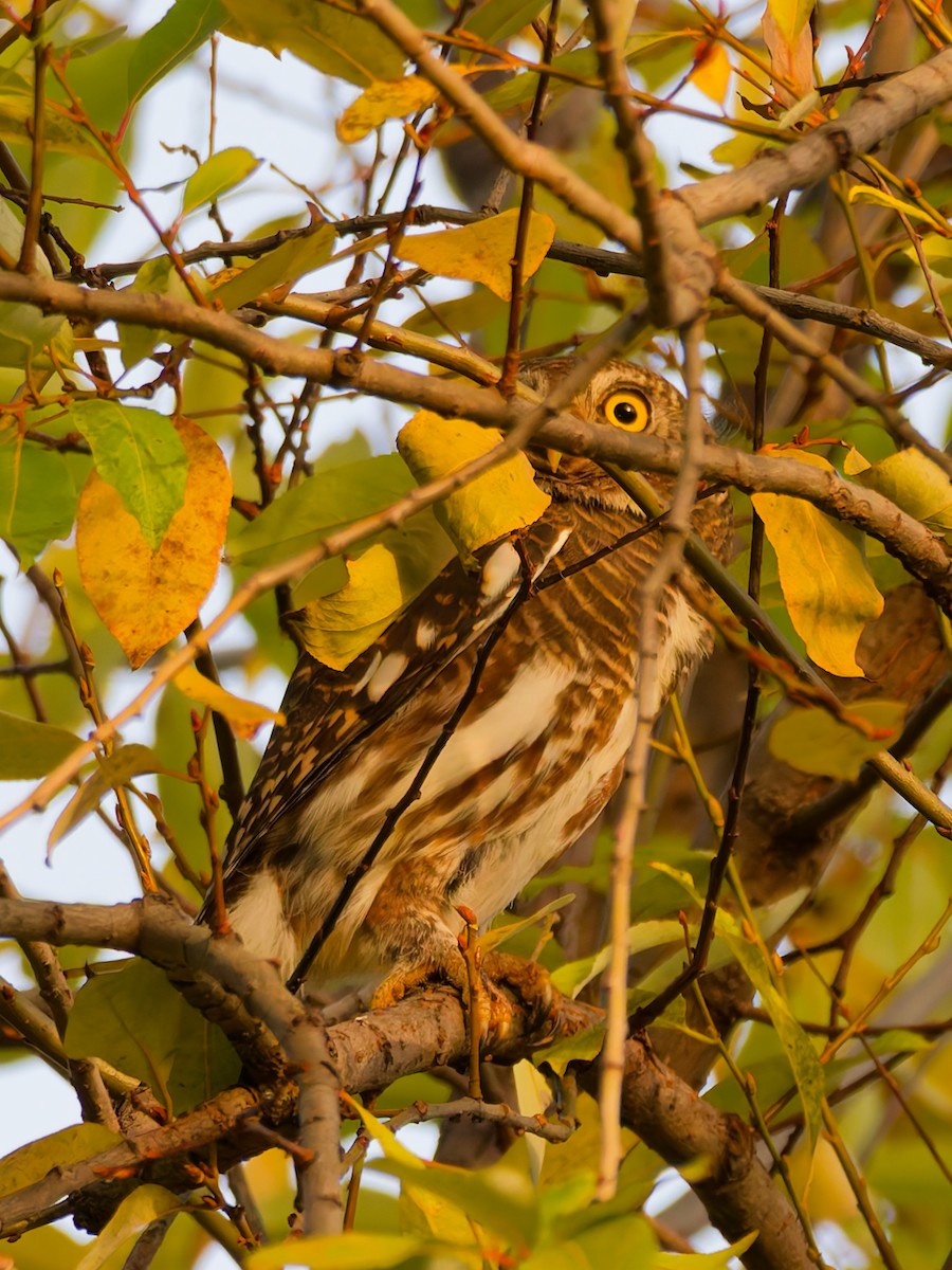 Asian Barred Owlet - ML645835988