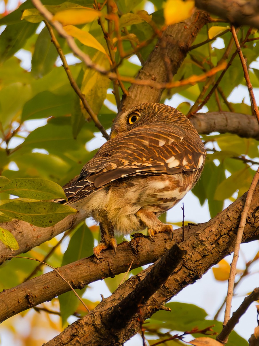 Asian Barred Owlet - ML645835989