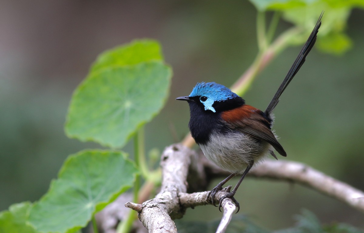 Red-winged Fairywren - ML645836004