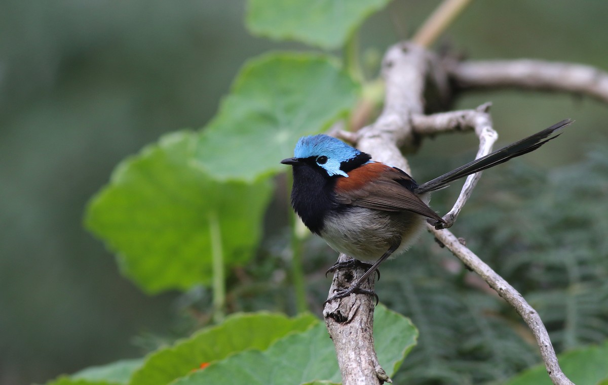 Red-winged Fairywren - ML645836005