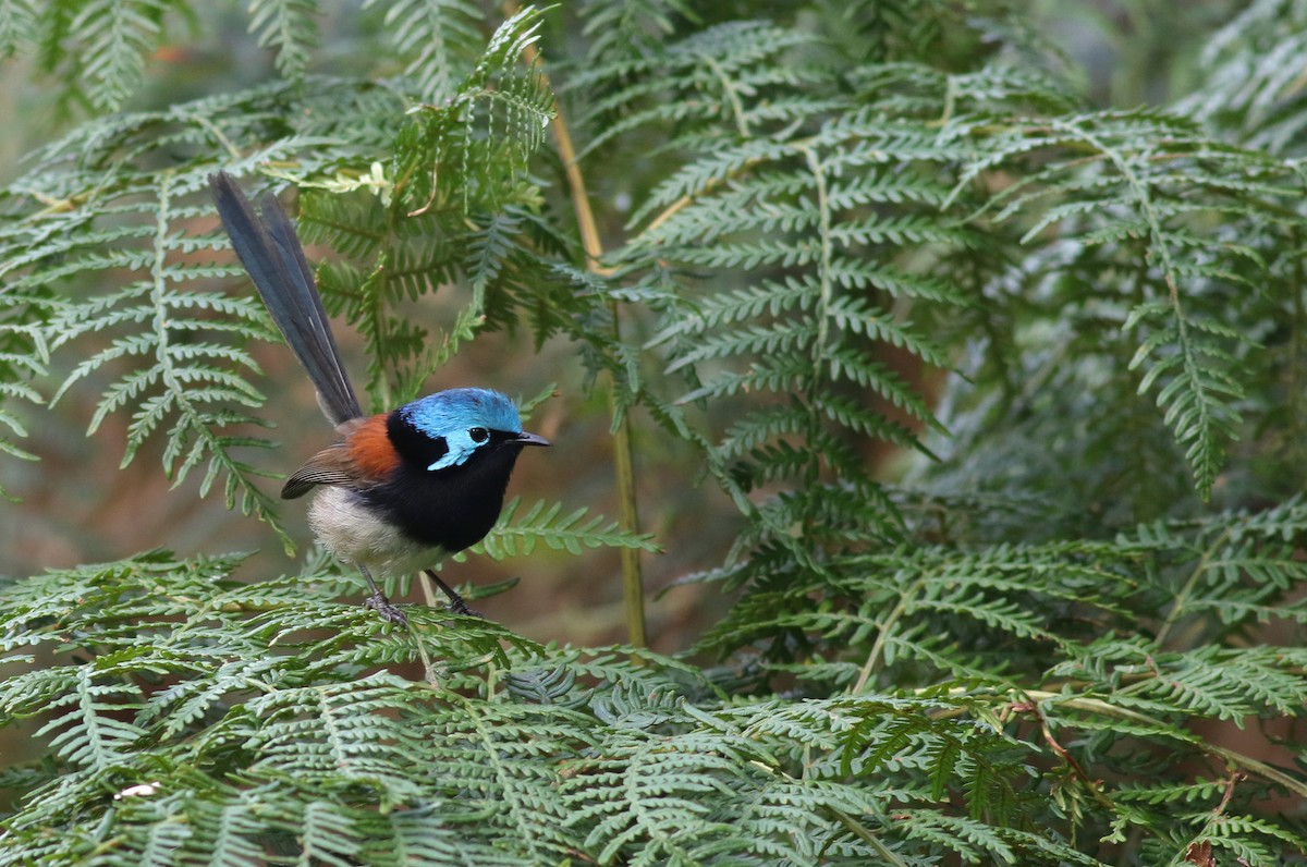 Red-winged Fairywren - ML645836006