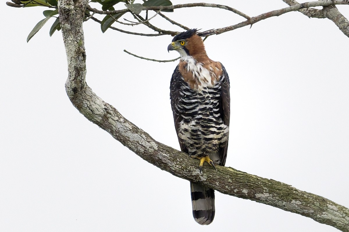 orel zdobený - ML645836007