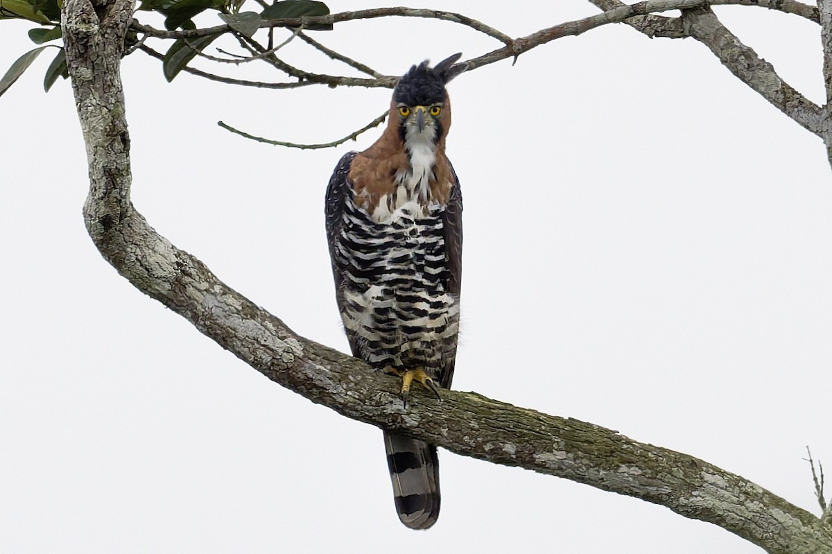 orel zdobený - ML645836010