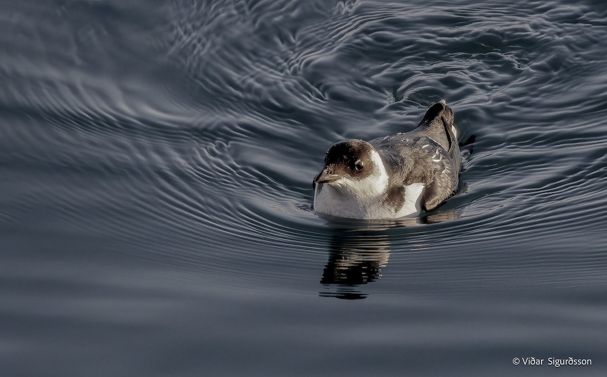 Pottorro txikia - ML645836011