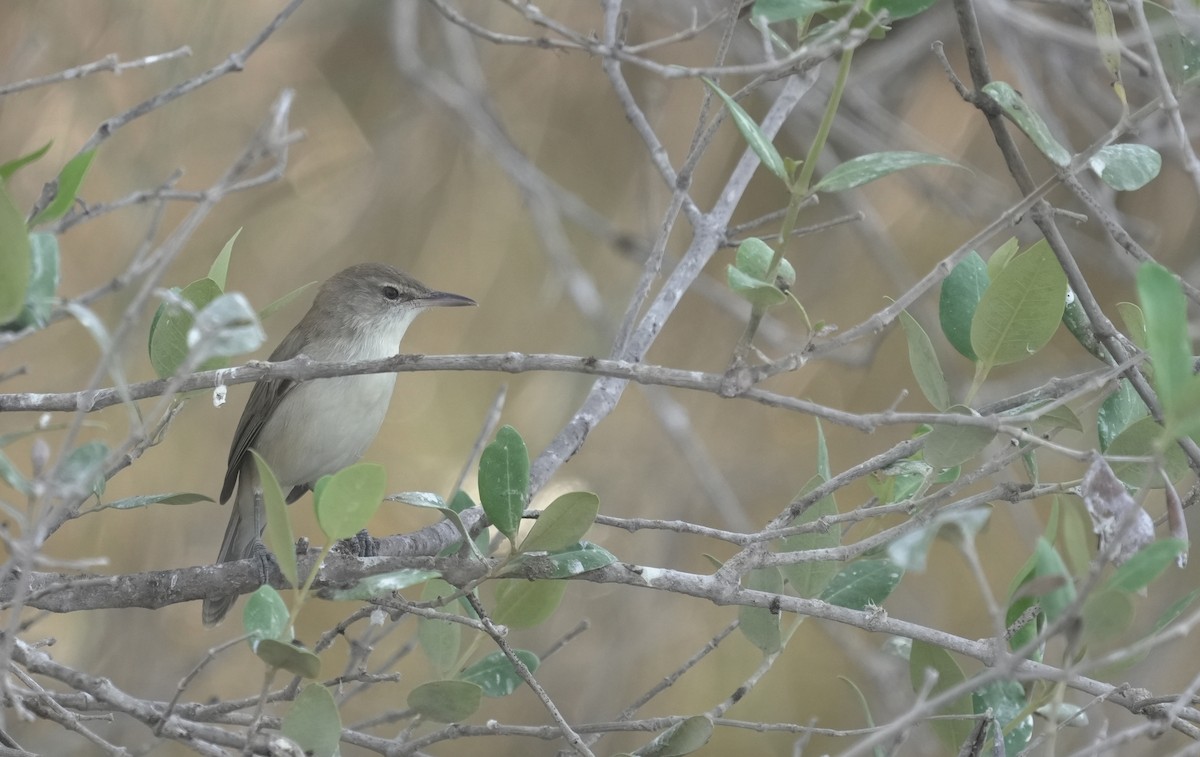 rákosník hlučnohlasý - ML645836014