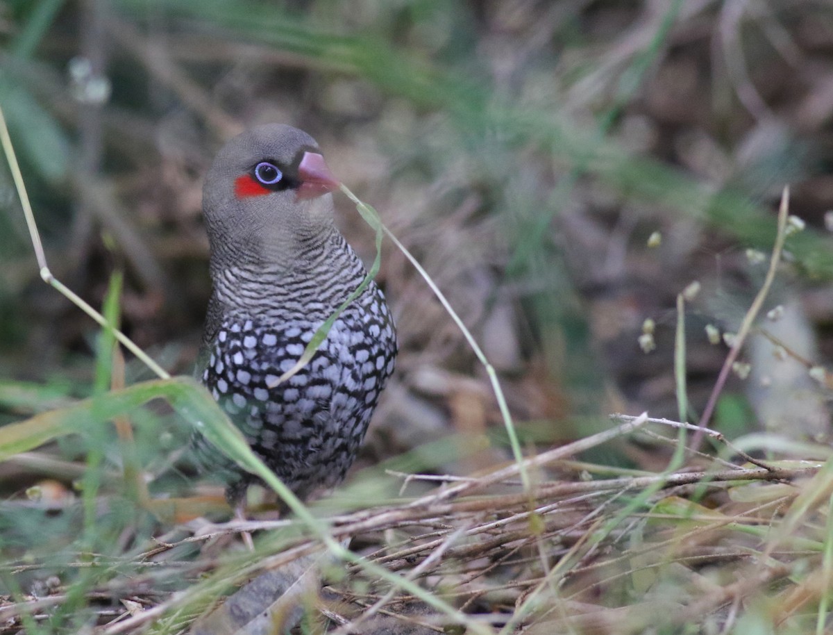 Red-eared Firetail - ML645836016