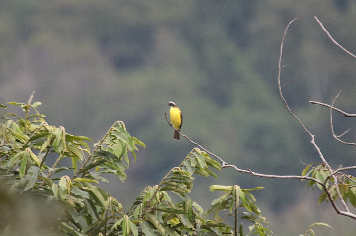 Sosyal Tiran - ML645836023