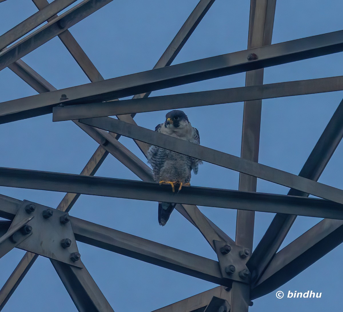 遊隼 - ML645836040