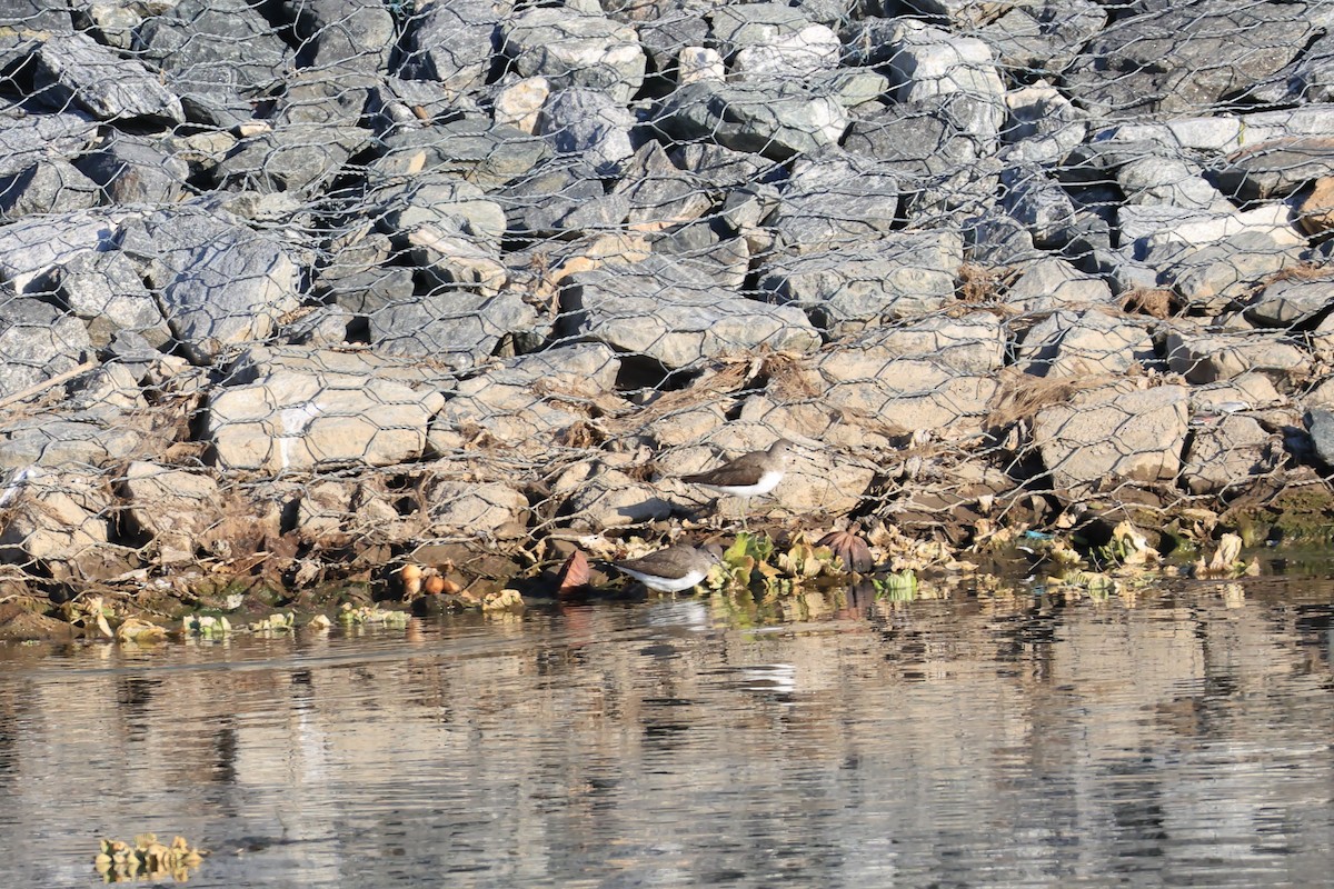 Green Sandpiper - ML645836041