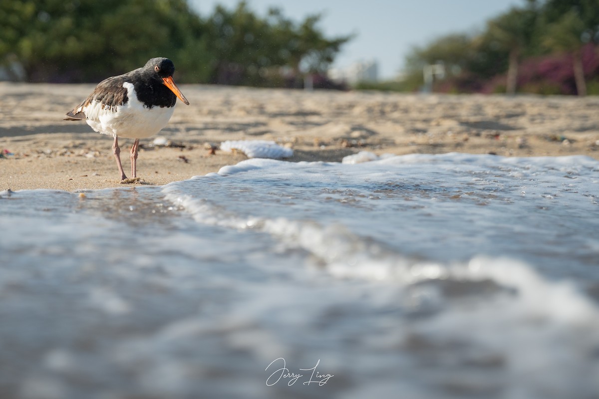 ミヤコドリ - ML645836050