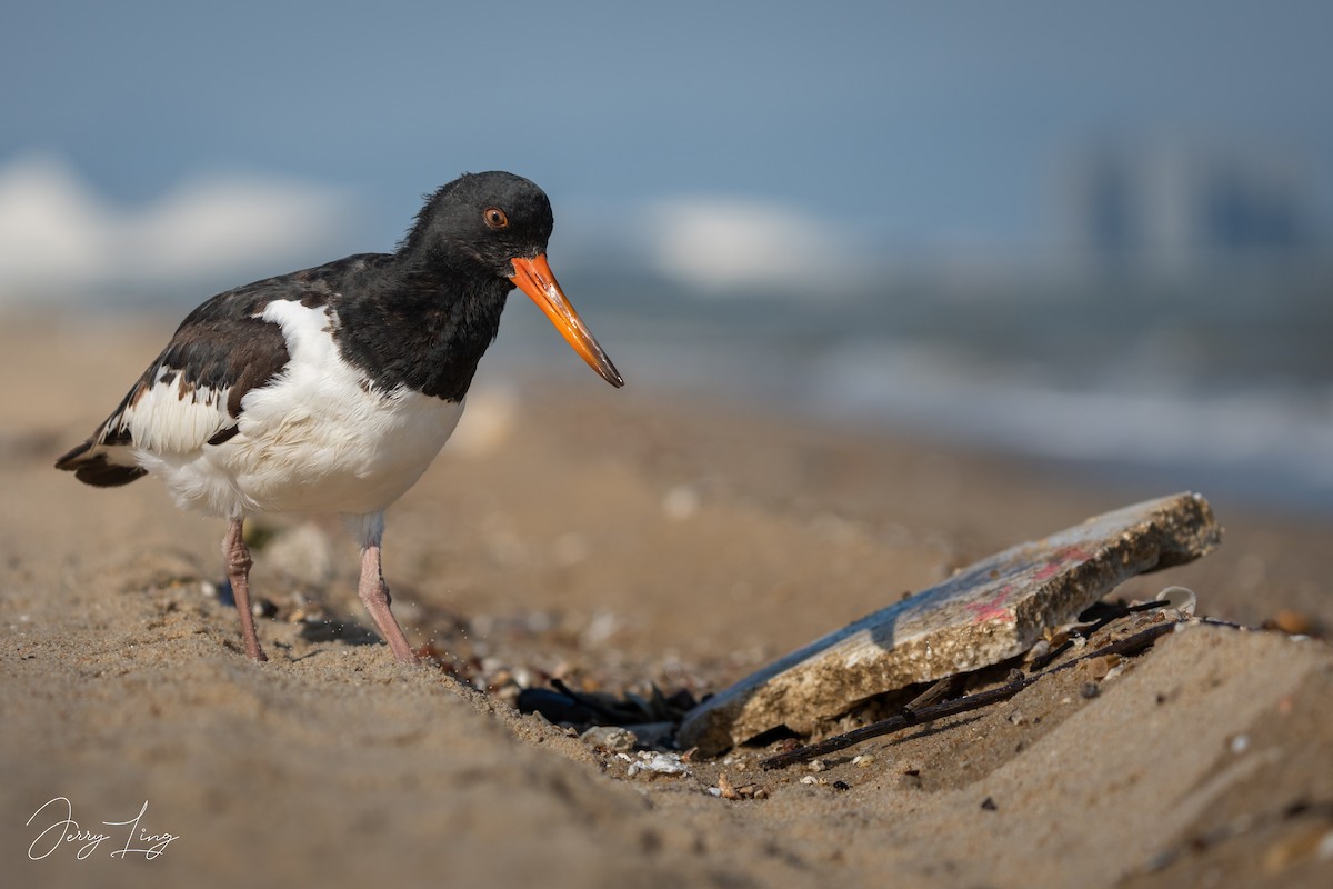 ミヤコドリ - ML645836052