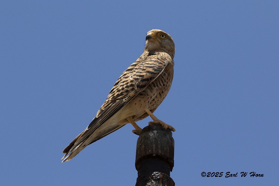 Cernícalo Ojiblanco - ML645836064