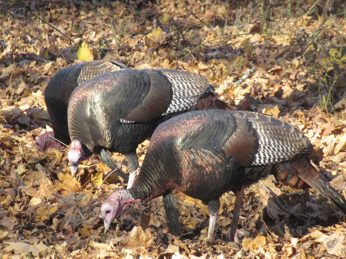 Wild Turkey - ML645836074