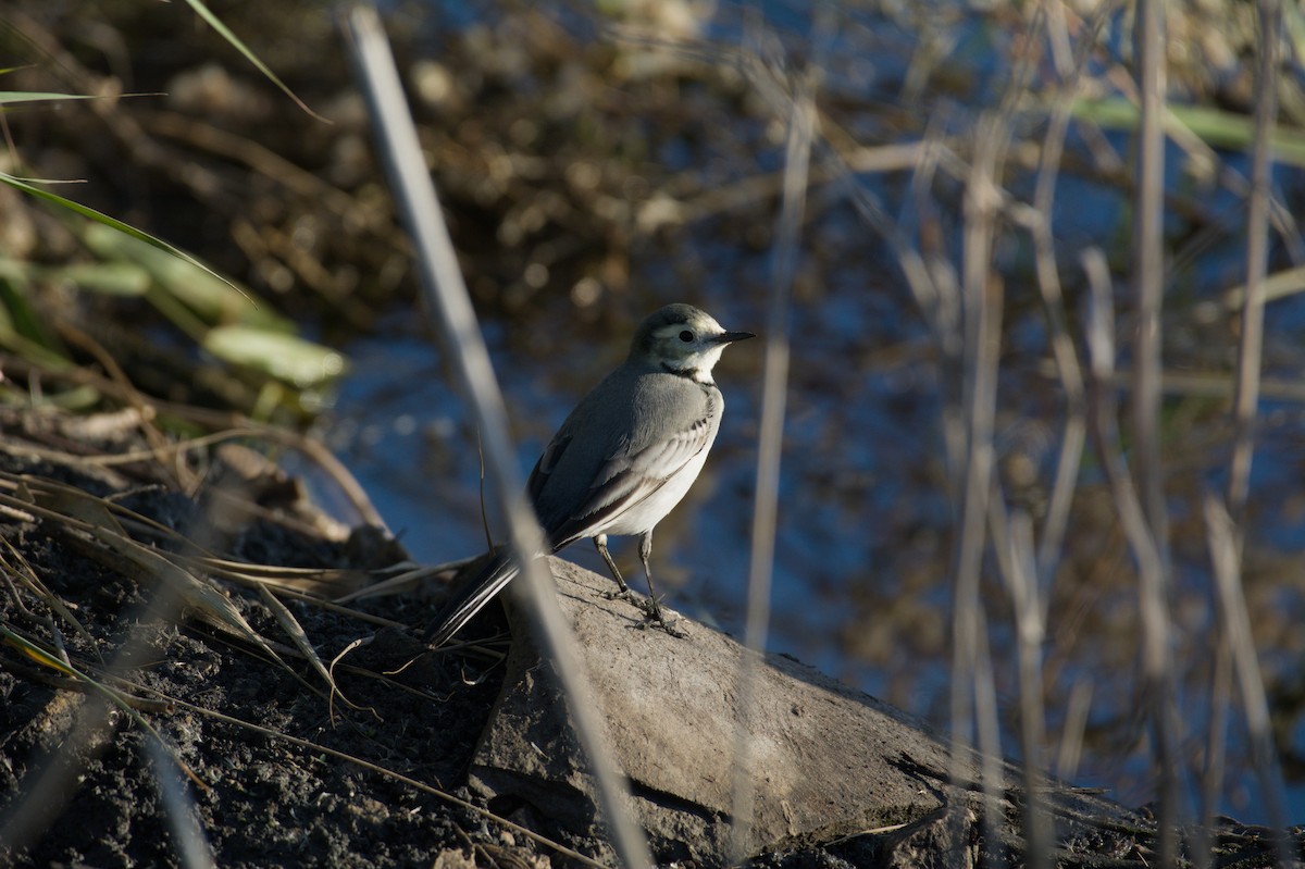 Bergeronnette grise - ML645836081