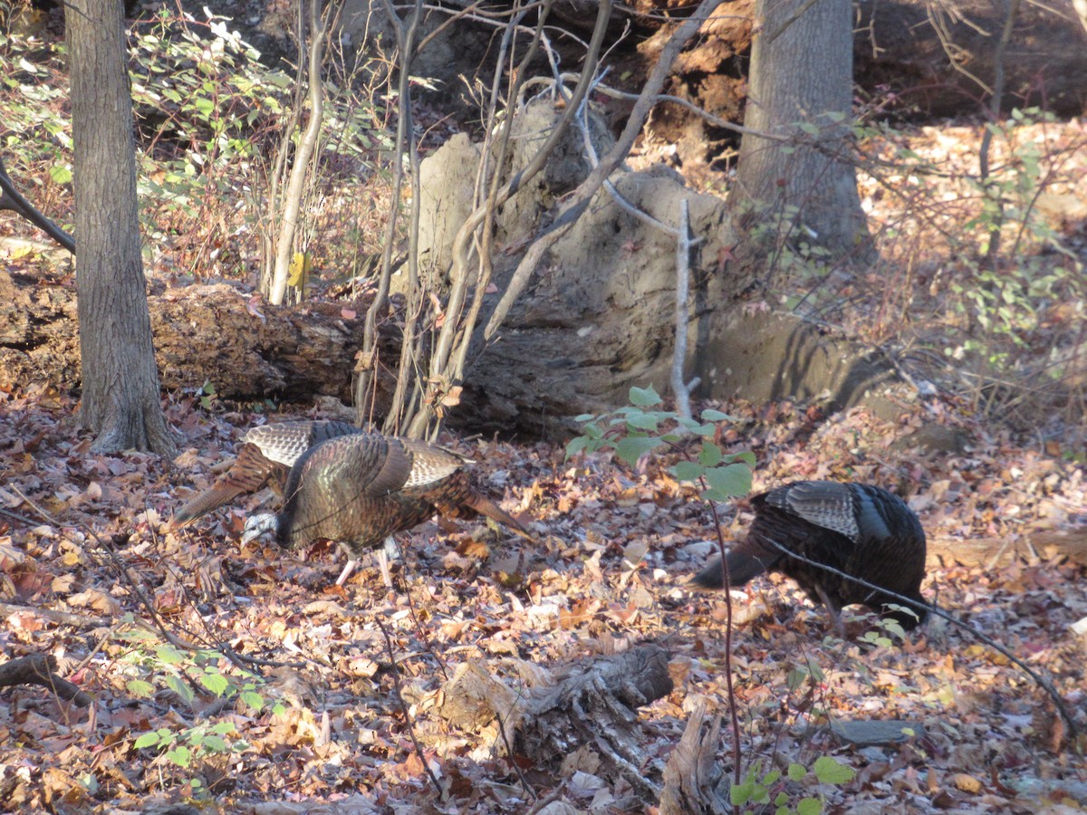 Wild Turkey - ML645836089