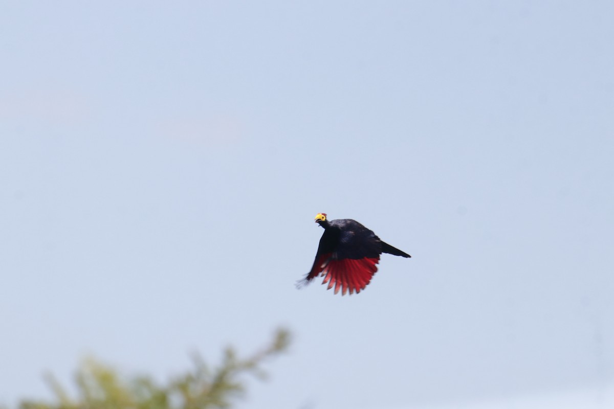 Турако червоночубий - ML645836093