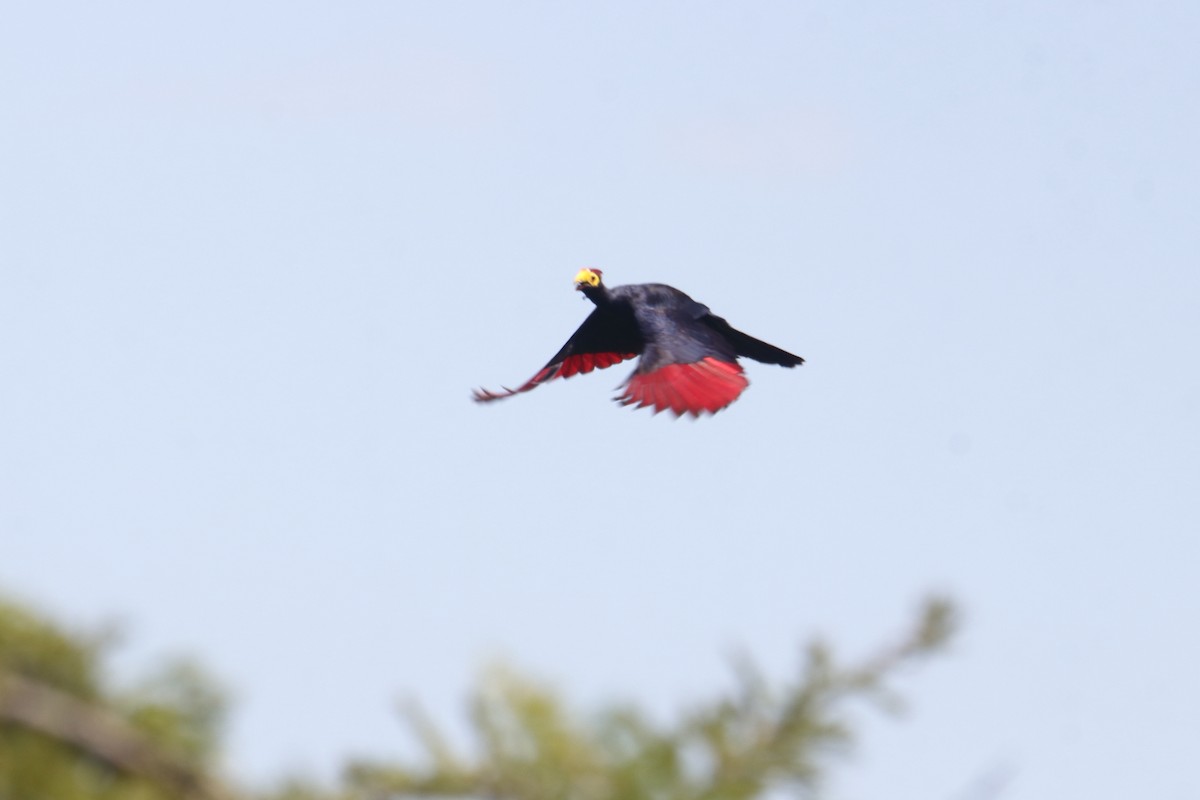 Турако червоночубий - ML645836094