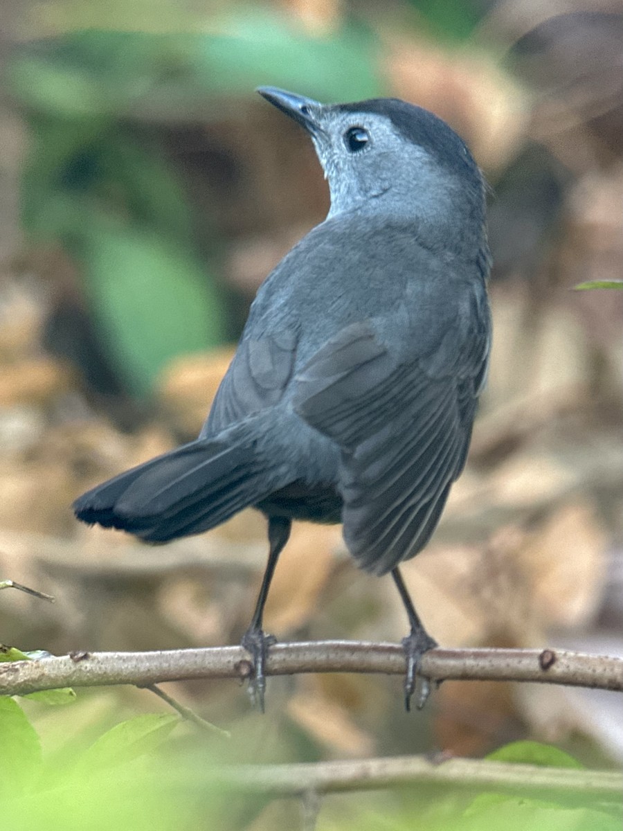 Gray Catbird - ML645836106