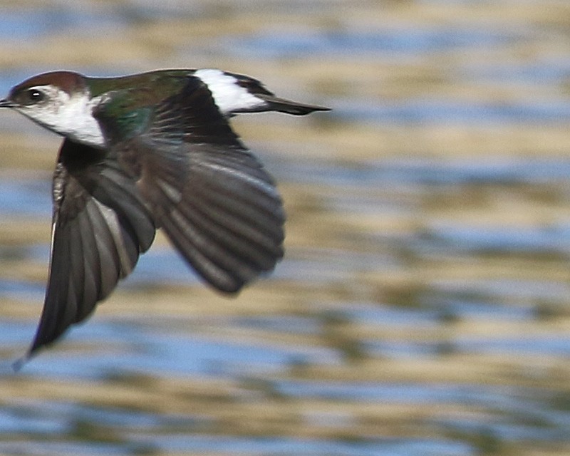 Violet-green Swallow - ML645836108