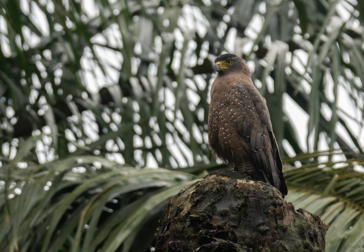 Crested Serpent-Eagle (Andaman) - ML645836135