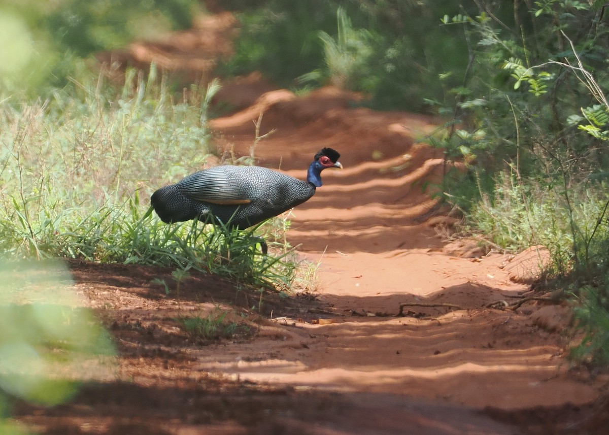 Eastern Crested Guineafowl - ML645836152