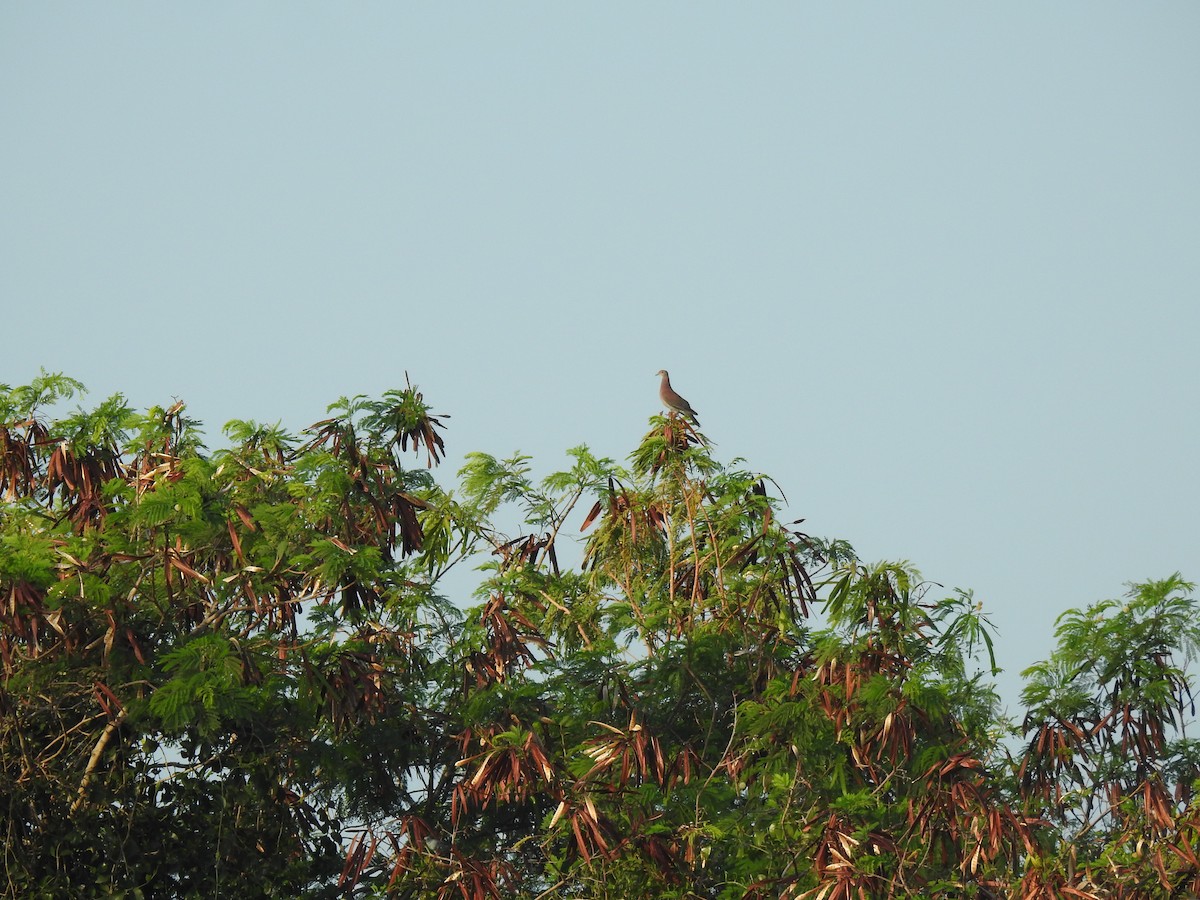 Pale-vented Pigeon - ML645836153