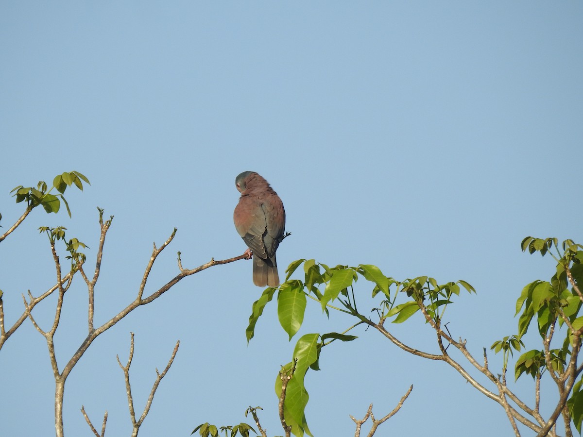 Pale-vented Pigeon - ML645836154