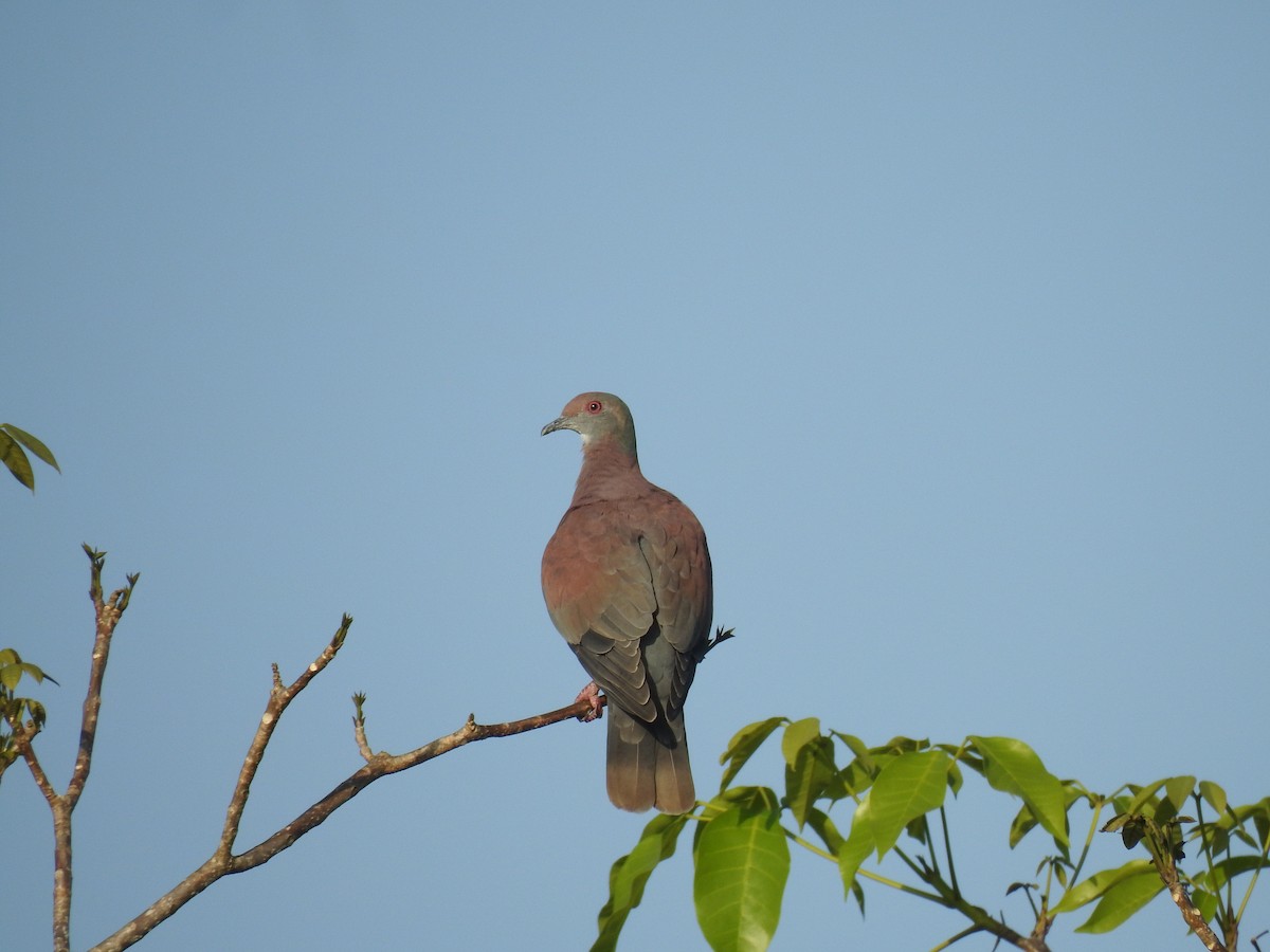 Pale-vented Pigeon - ML645836155