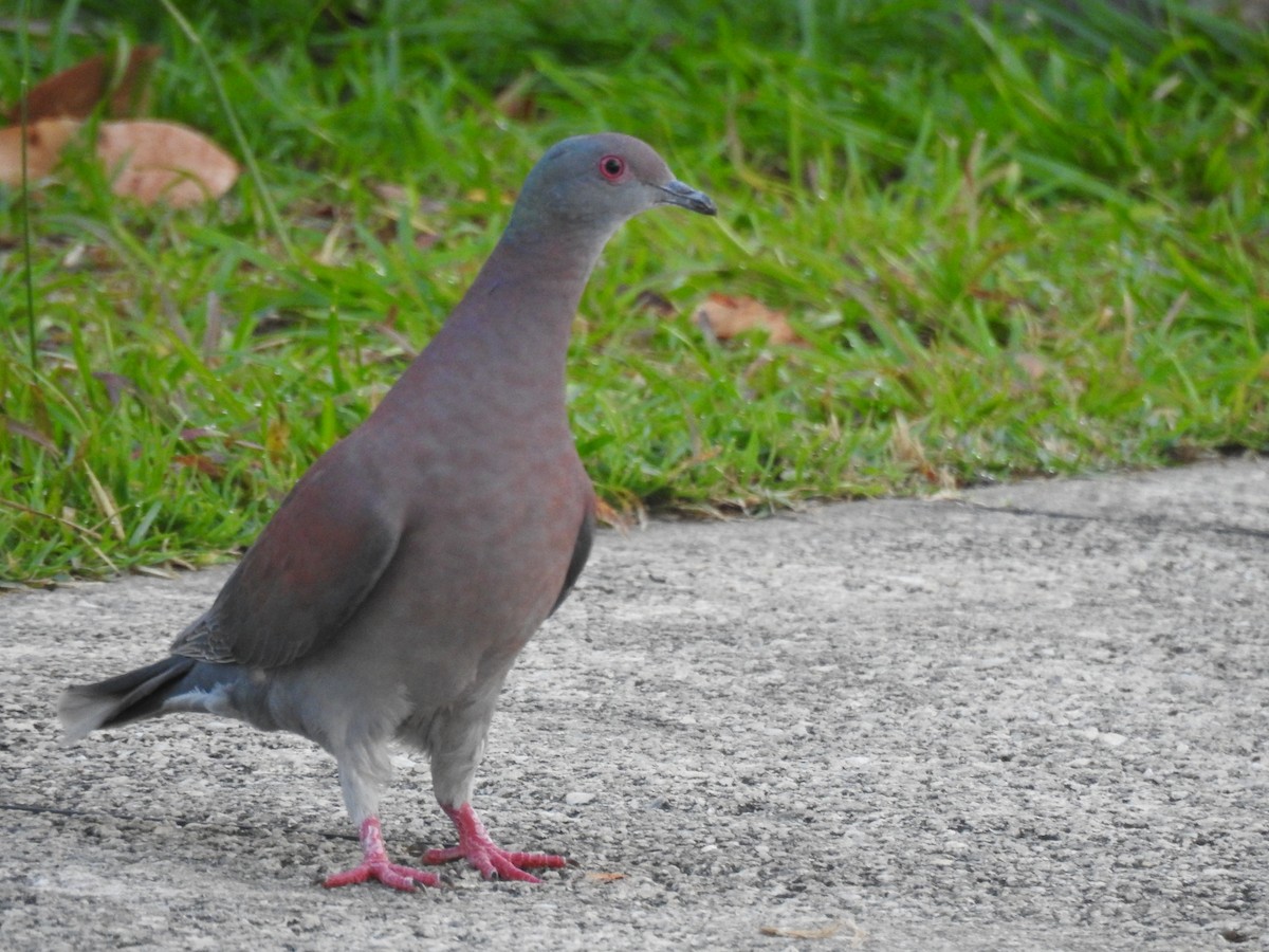 Pale-vented Pigeon - ML645836156