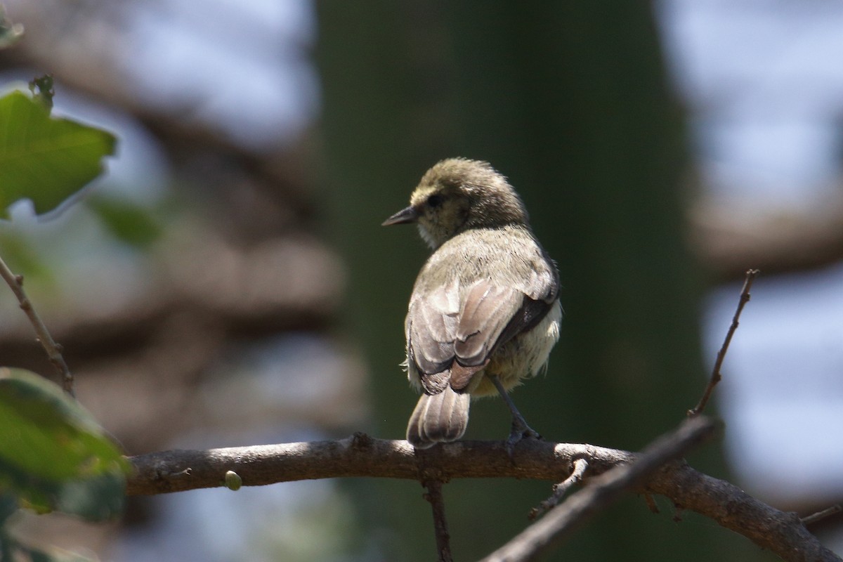 African Penduline-Tit - ML645836164