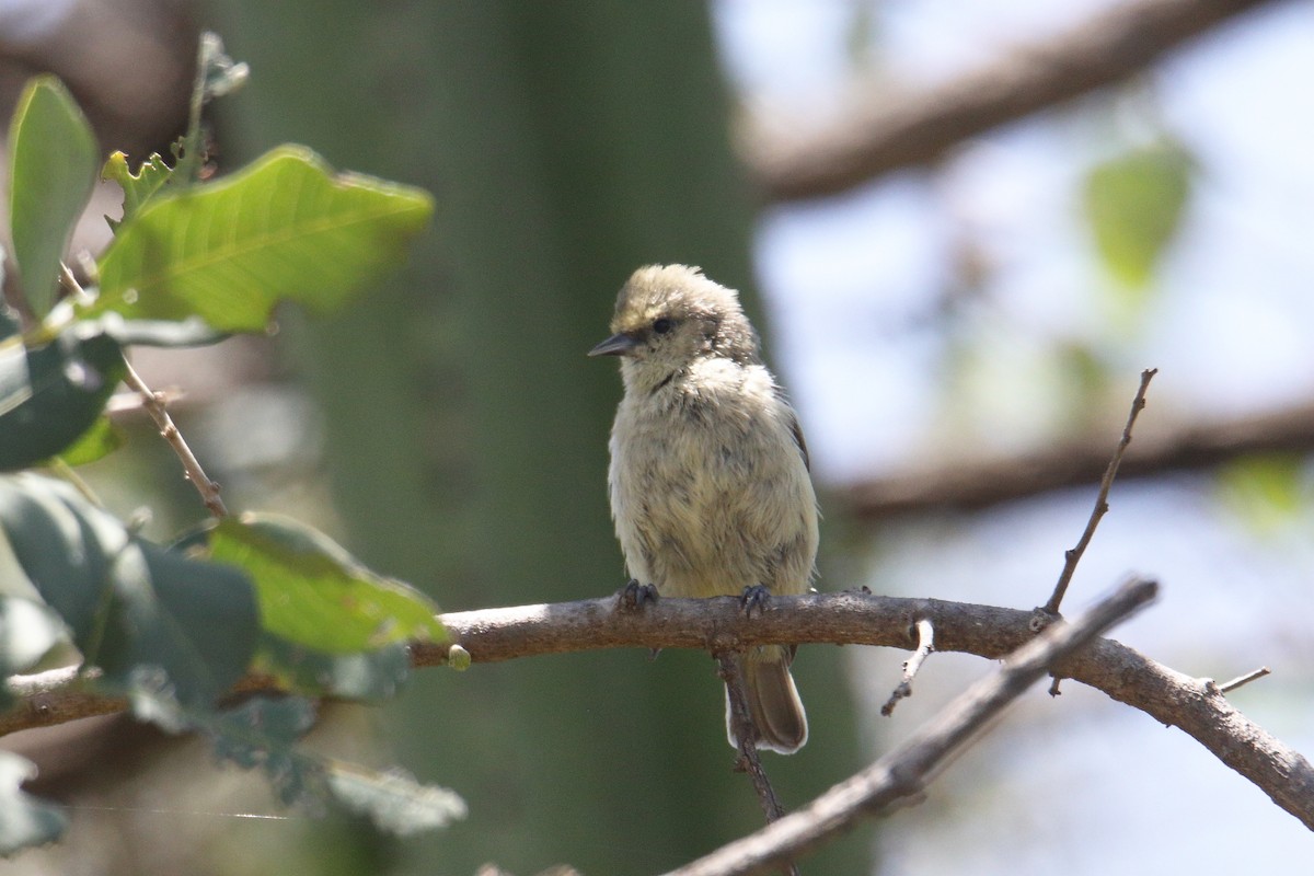 African Penduline-Tit - ML645836166