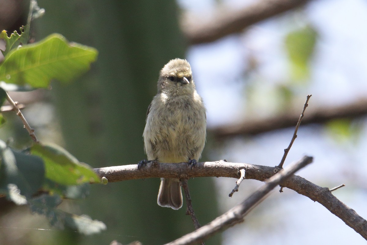African Penduline-Tit - ML645836168