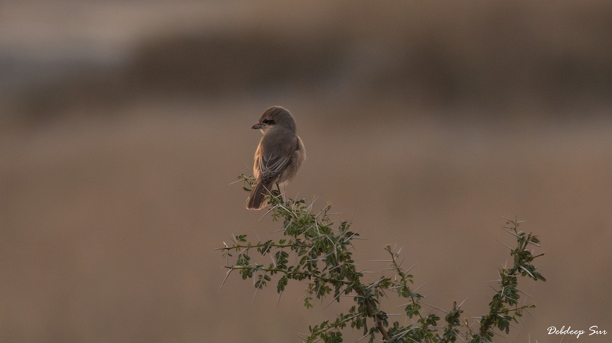 Isabellwürger - ML645836170