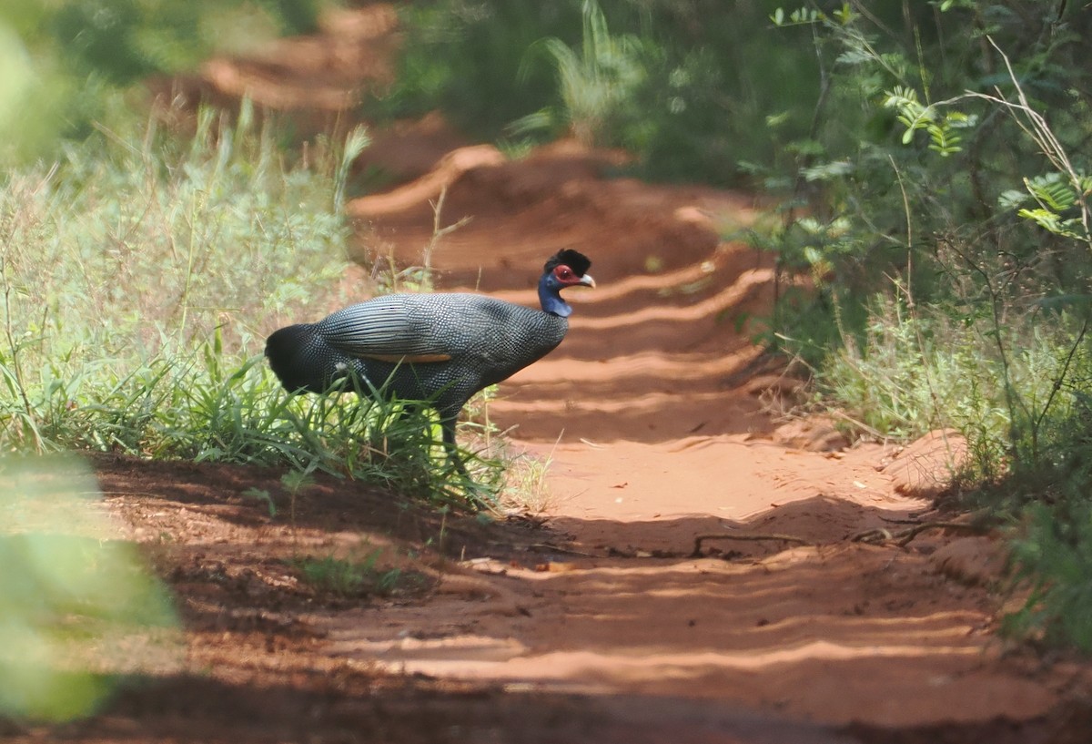 Eastern Crested Guineafowl - ML645836186