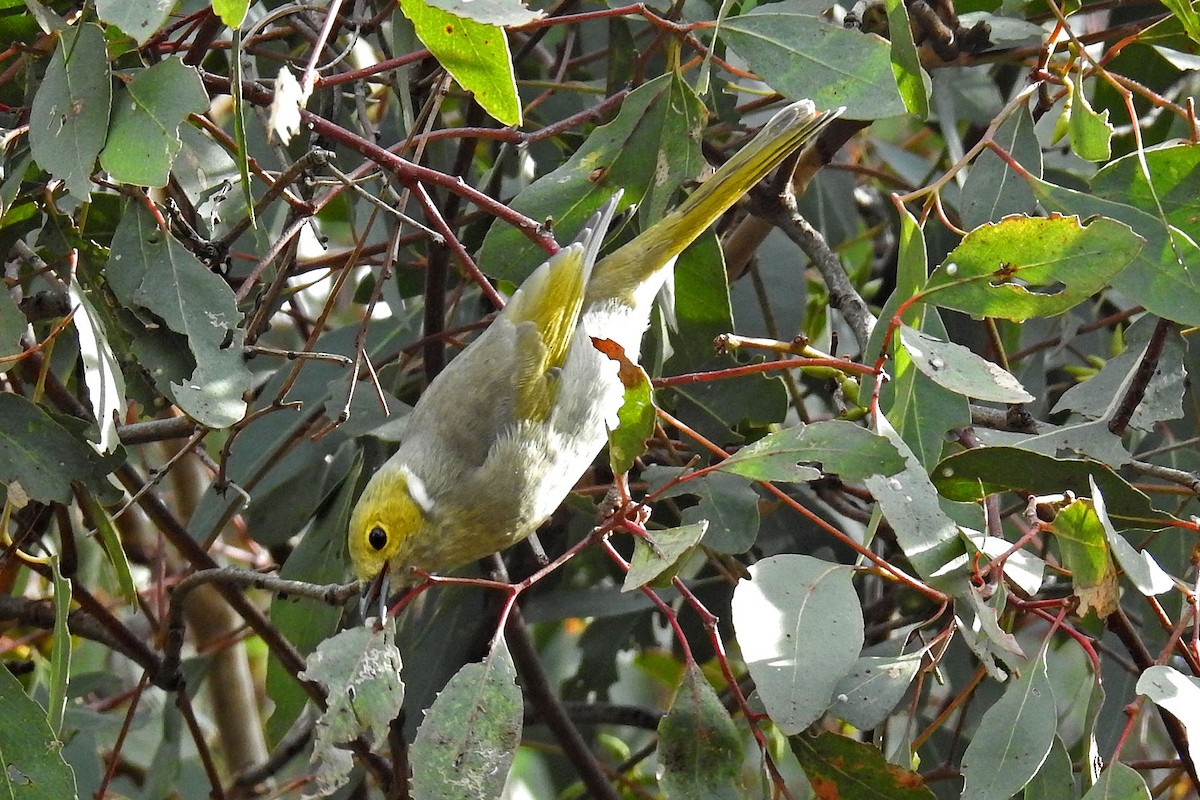 White-plumed Honeyeater - ML645836187