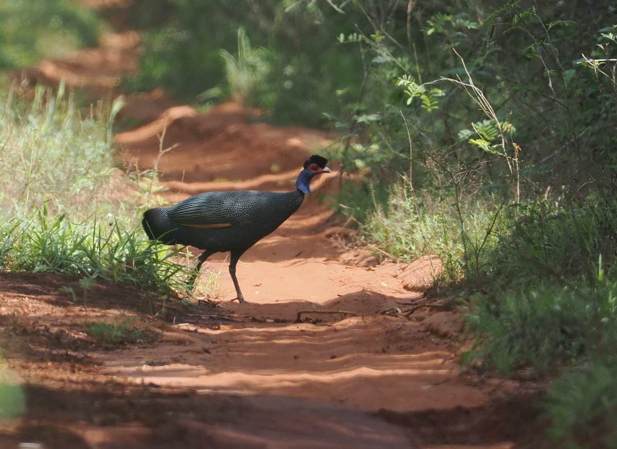 Eastern Crested Guineafowl - ML645836189