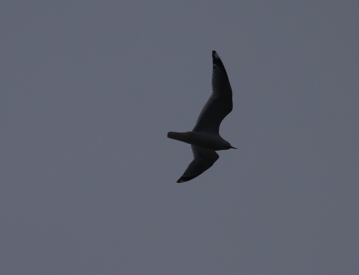 gull sp. - ML645836191