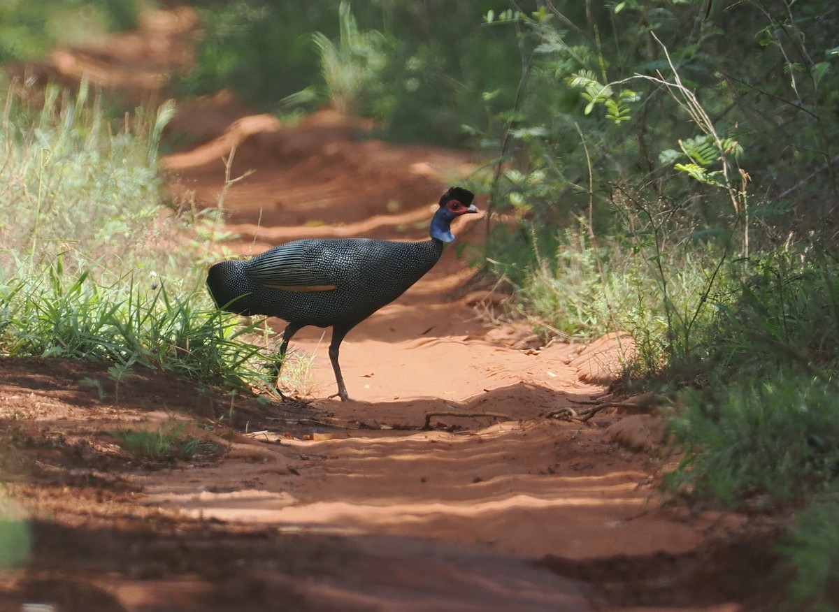 Eastern Crested Guineafowl - ML645836192