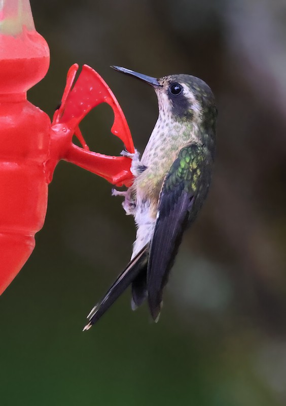 Speckled Hummingbird - ML645836193