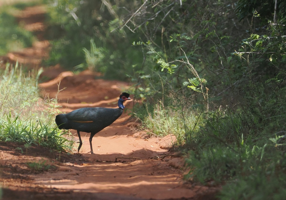 Eastern Crested Guineafowl - ML645836198