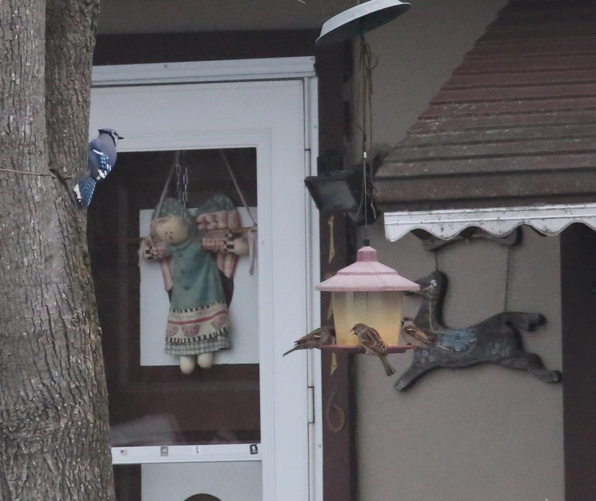 Blue Jay - ML645836208