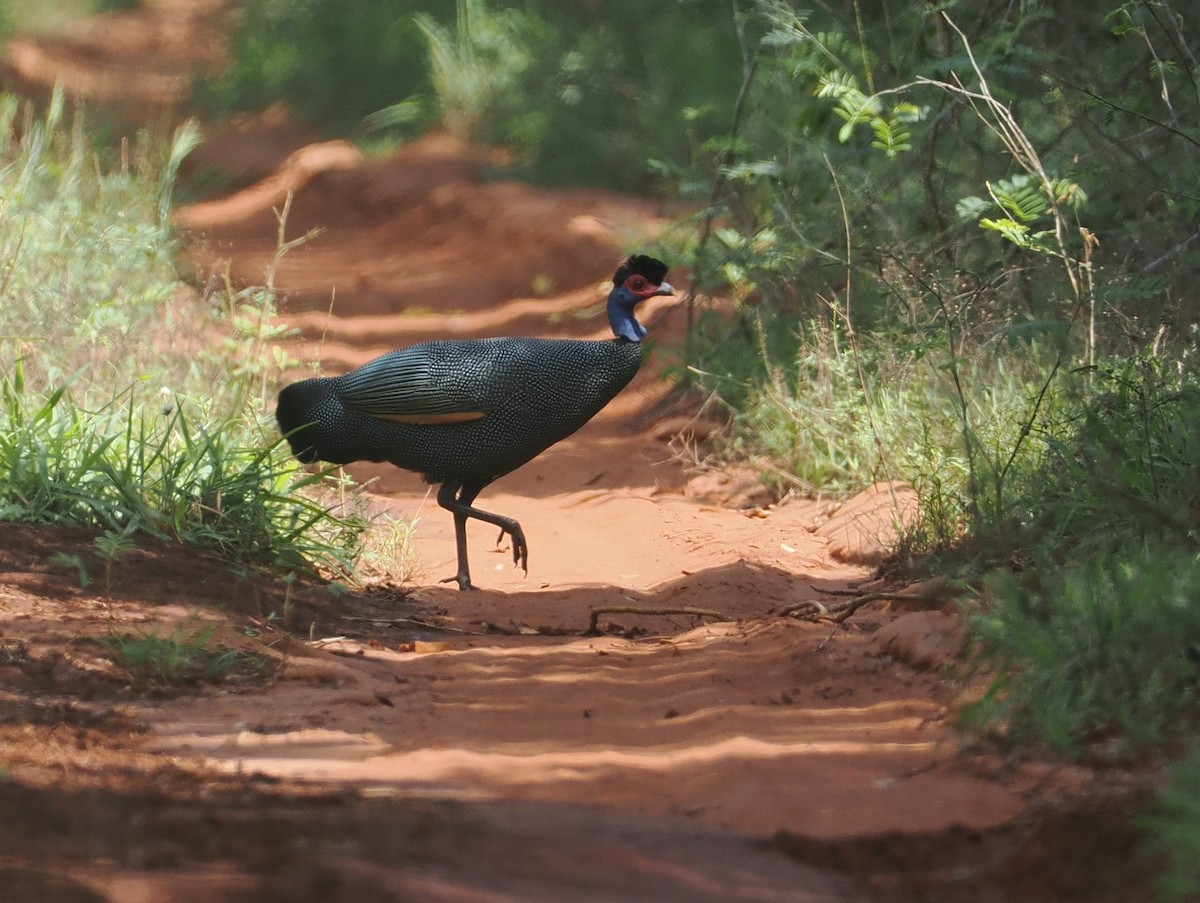 Eastern Crested Guineafowl - ML645836211
