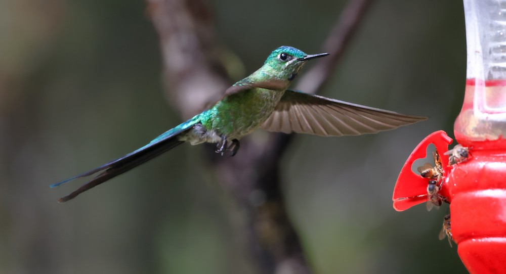 Long-tailed Sylph - ML645836218