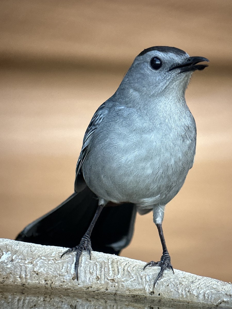 Gray Catbird - ML645836221